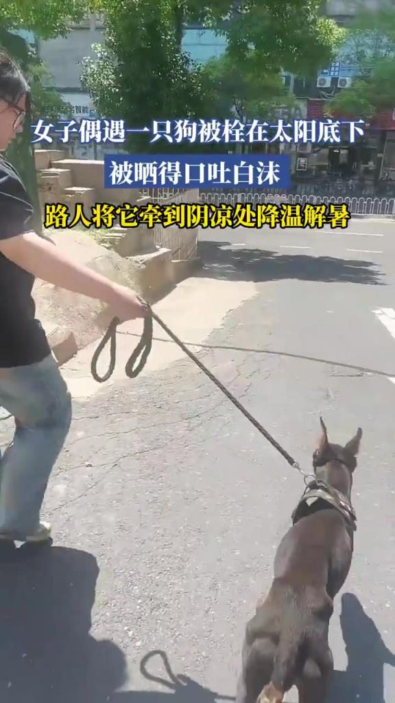 女子偶遇一只狗被栓在太阳底下，被晒得口吐白沫