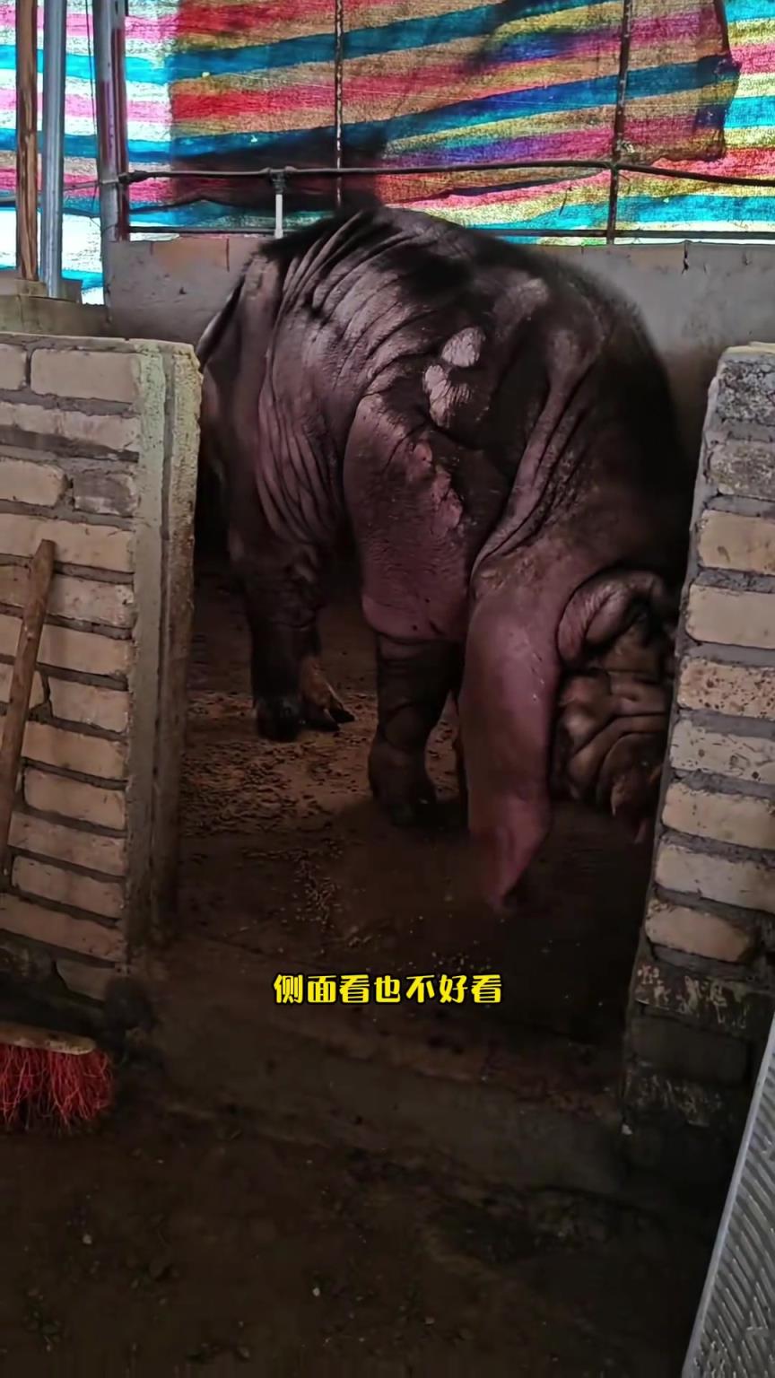 别误会！这不是河马， 而是我——太湖猪。