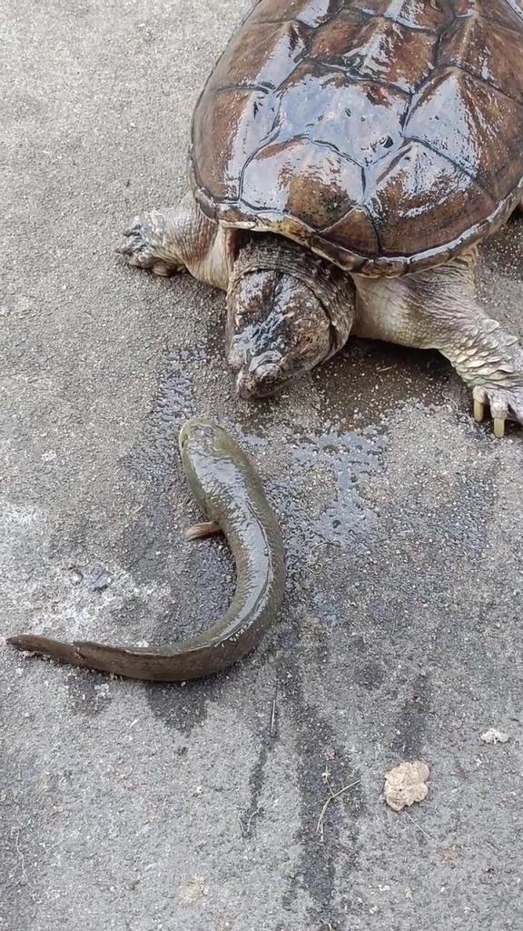 問一下大家，魚去哪里了？