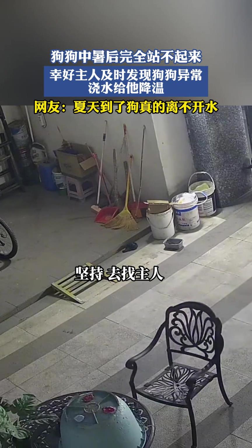 狗狗中暑后完全站不起來，幸好主人及時發(fā)現(xiàn)異常澆水給它降溫