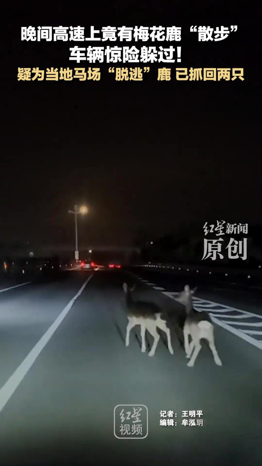 晚间高速上竟有梅花鹿“散步” 车辆惊险躲过！