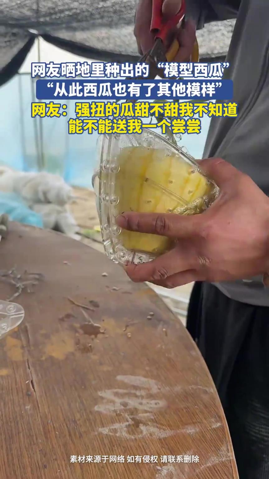 網(wǎng)友曬地里種出的“模型西瓜”，“從此西瓜也有了其他模樣”