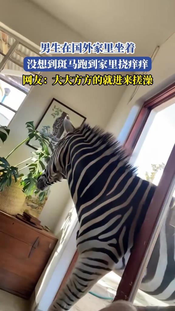 男生在國外家里坐著,沒想到斑馬跑到家里撓癢癢??！