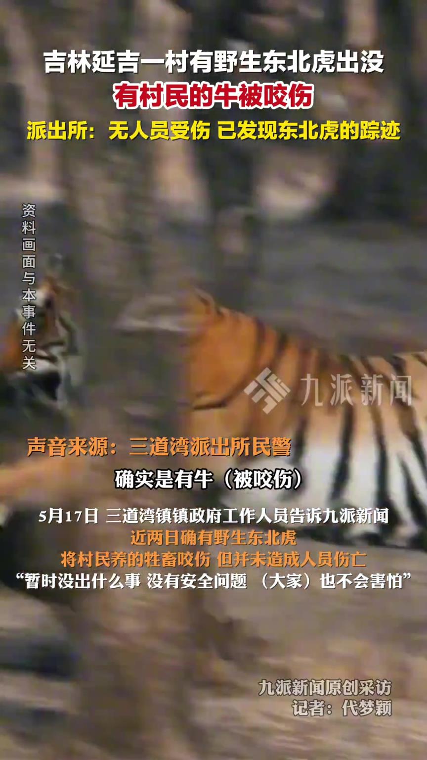 派出所回应野生东北虎咬伤村民的牛