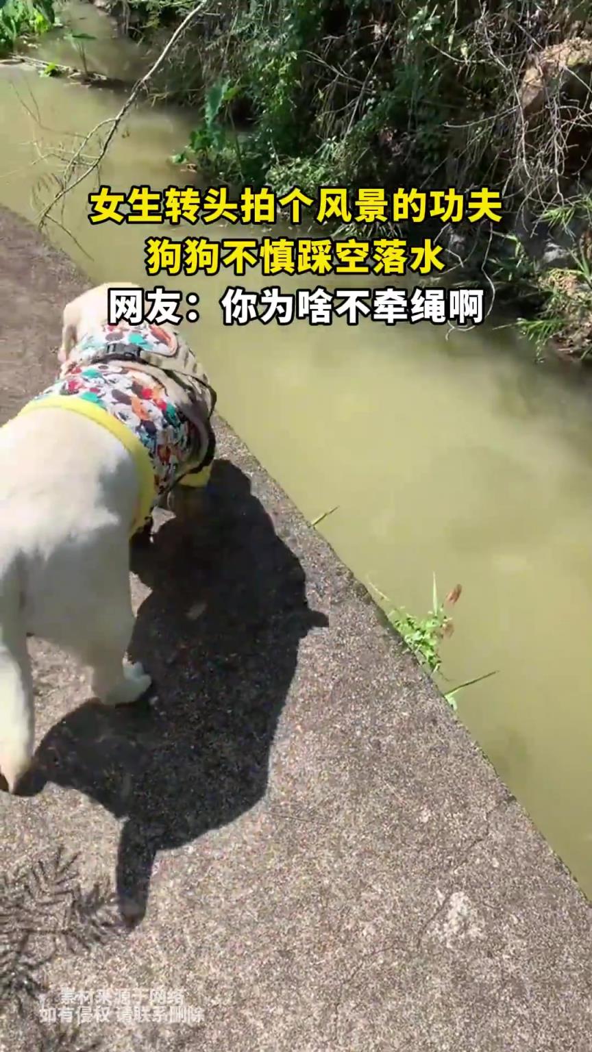 女生轉(zhuǎn)頭拍個(gè)風(fēng)景的功夫，狗狗不慎踩空落水，網(wǎng)友：你為啥不牽繩