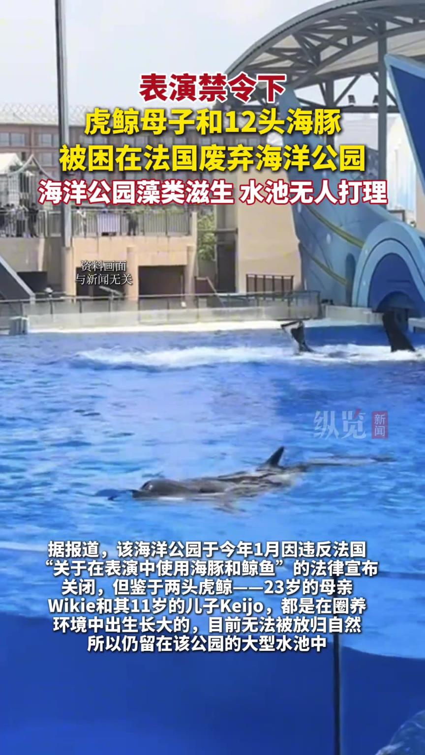 表演禁令下，虎鯨母子和12頭海豚被困在法國廢棄海洋公園