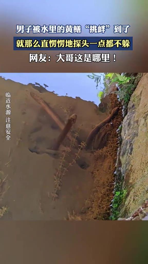 男子被水里的黃鱔“挑釁”到了，就那么直愣愣地探頭一點(diǎn)都不躲！