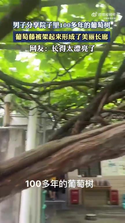 男子分享院子里100多年的葡萄树