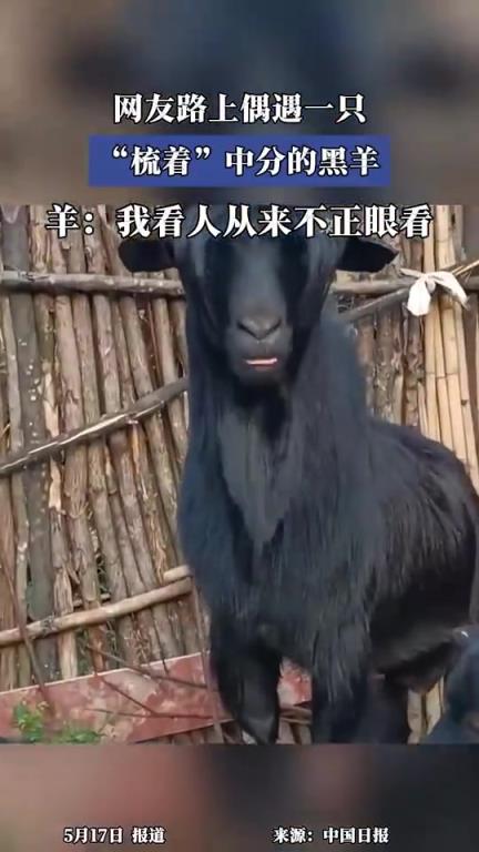 網(wǎng)友路上偶遇一只梳著中分的羊，羊：我看人從不正眼看！