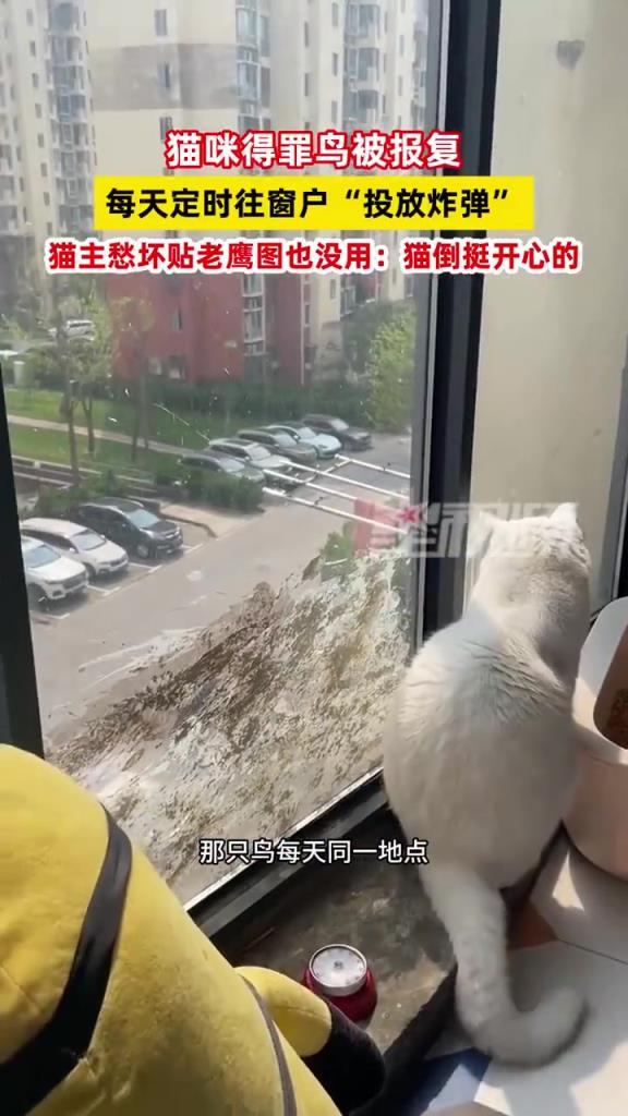 猫咪得罪鸟遭 “投弹” 报复，主人发愁