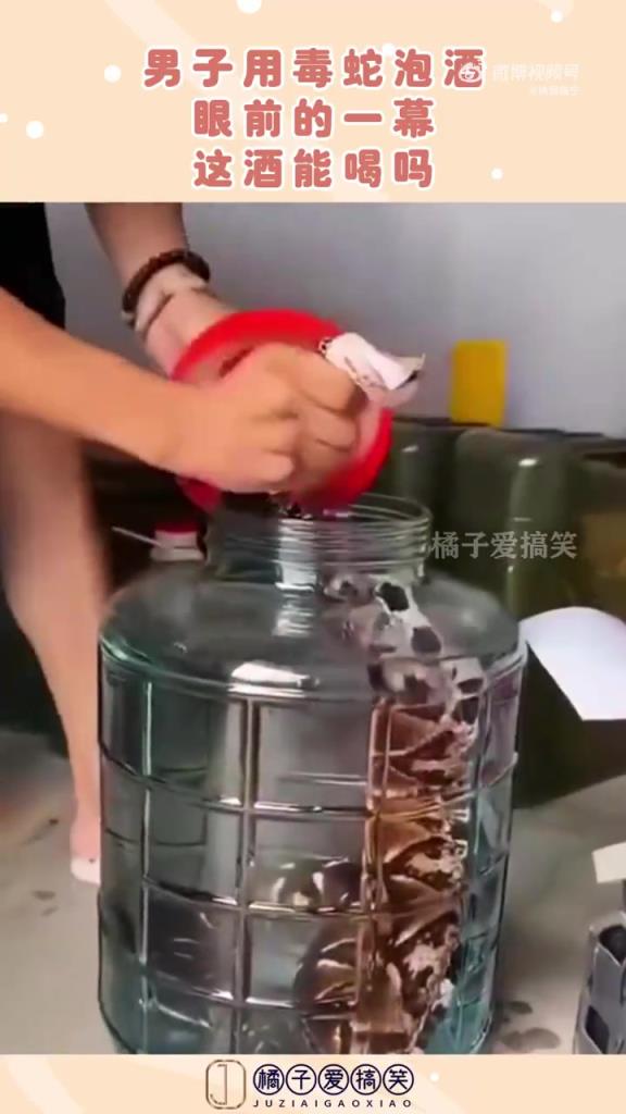 男子用毒蛇泡酒引争议，网友：药酒需谨慎