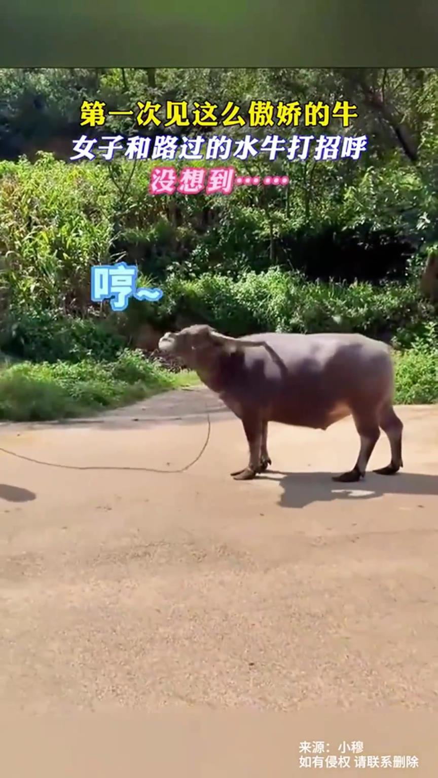 女子和水牛打招呼，没想到这只牛这么傲娇！！！！