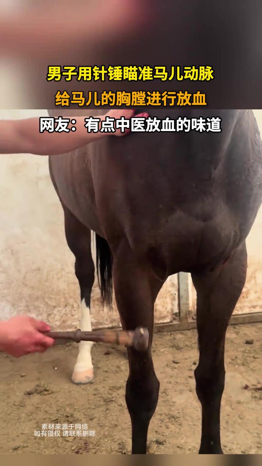 男子用针锤瞄准马儿动脉，给马儿的胸膛进行放血
