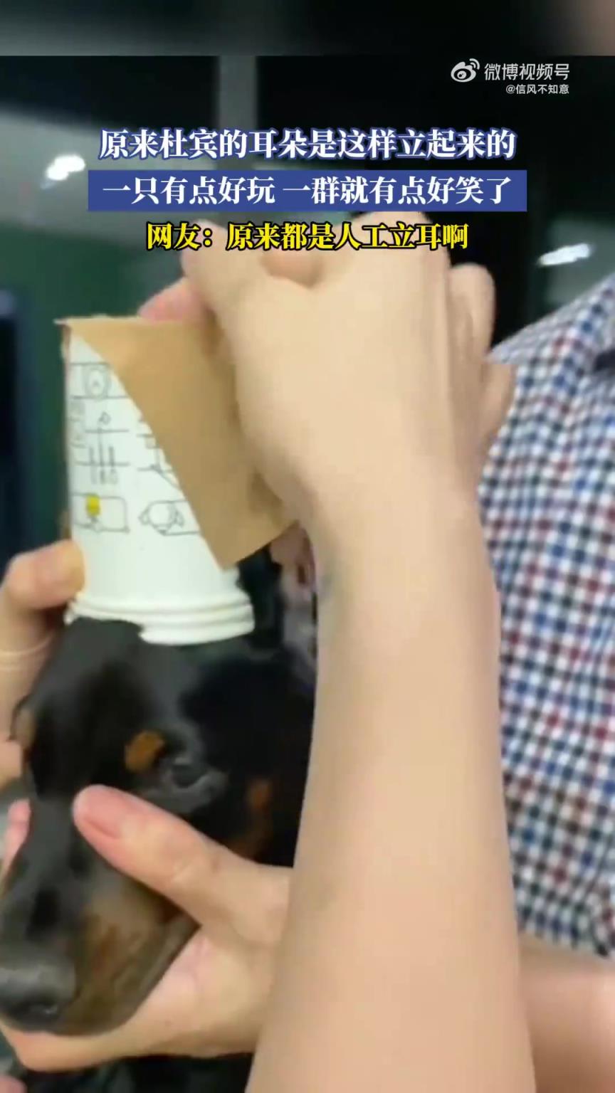 原来杜宾耳朵是这样立起来的，一只有趣！