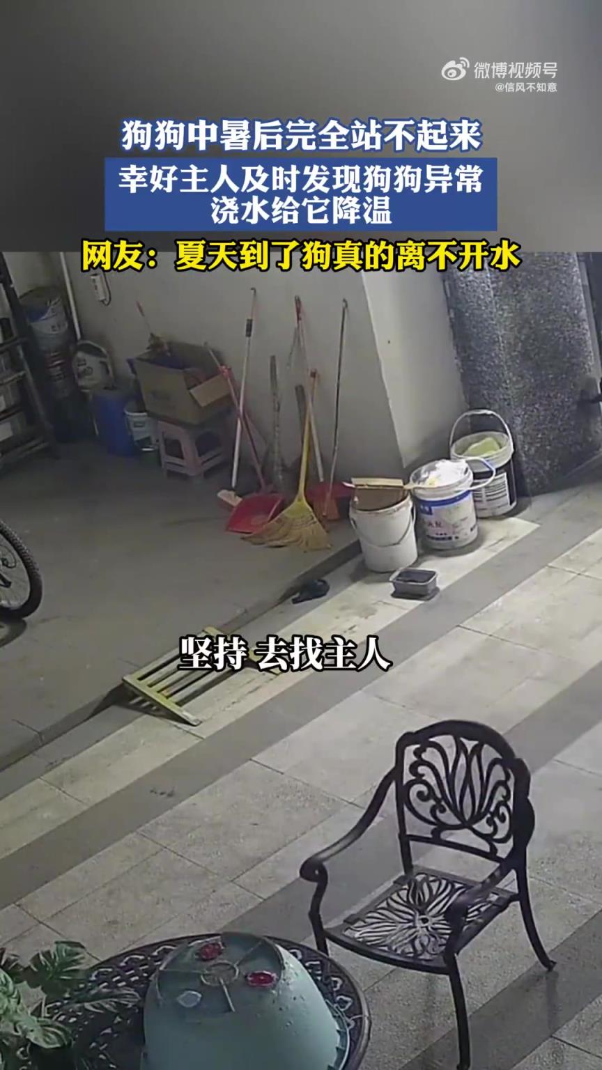 狗狗中暑瘫倒，幸主人及时发现浇水降温