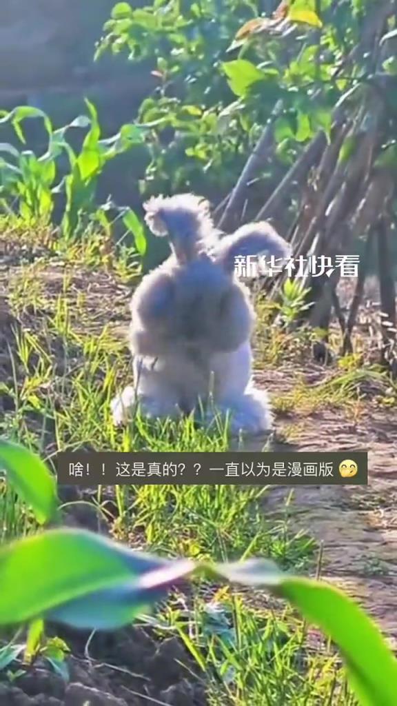 發(fā)著光的安哥拉兔，好像從童話里蹦出來