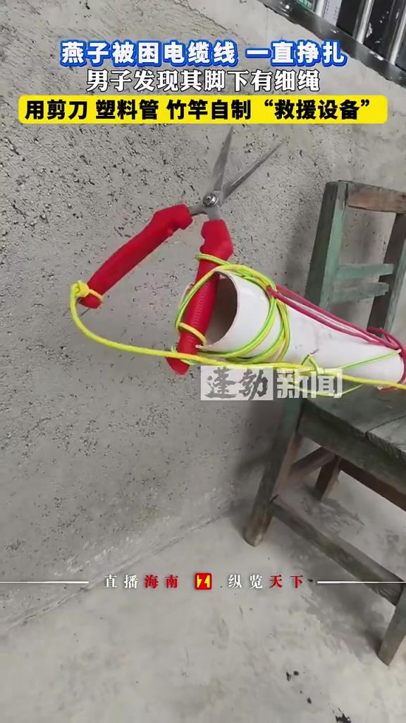 燕子被困电缆线 一直挣扎，男子自制“救援设备”