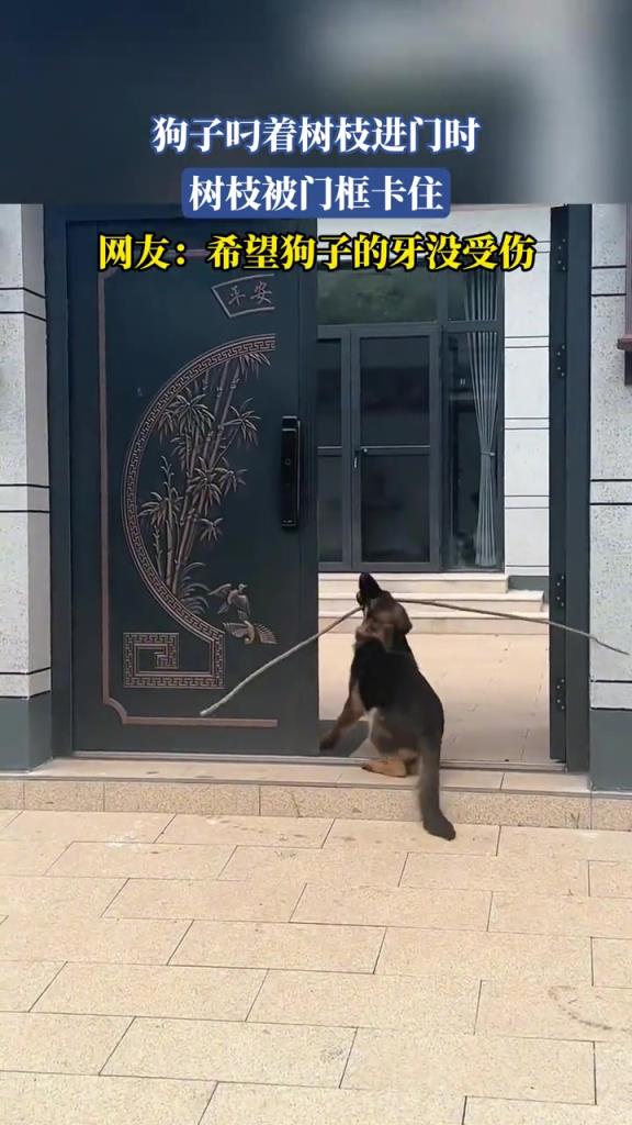 狗子叼着树枝进门时 树枝被门框卡住