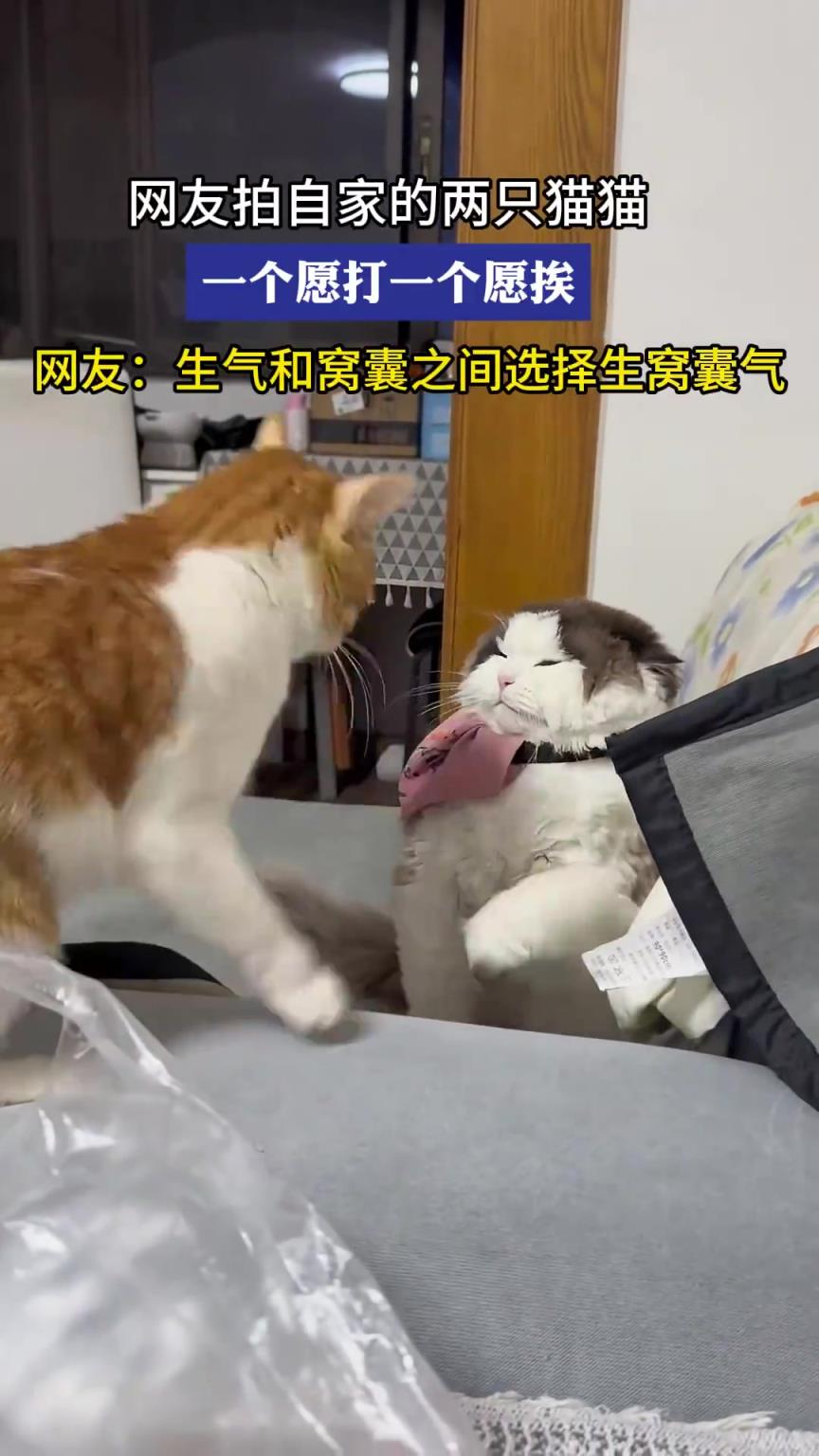 网友拍自家的两只猫猫，一个愿打一个愿挨！！