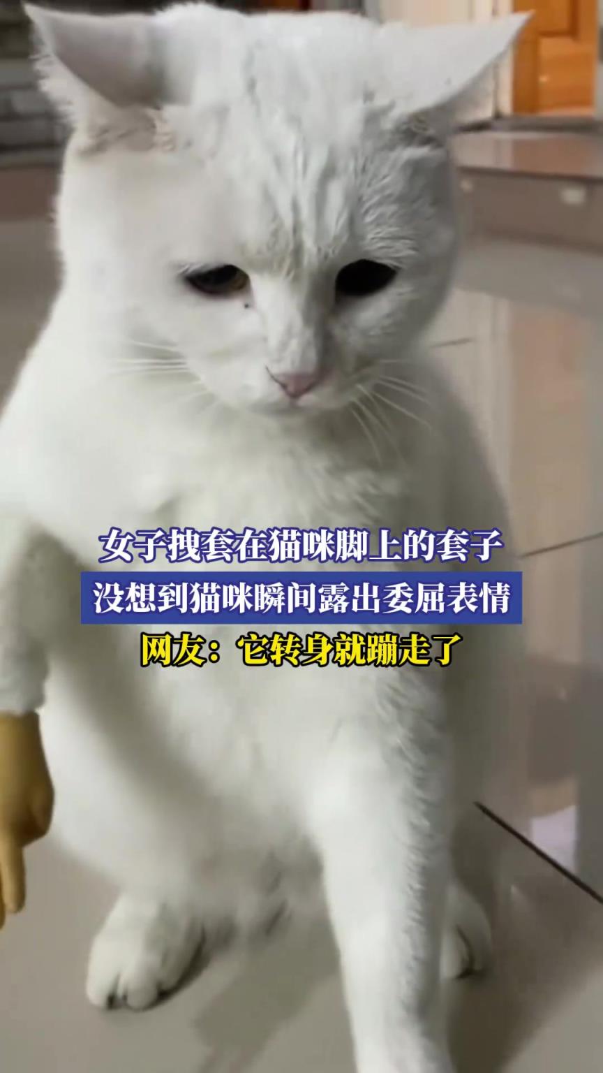 女子拽套在猫咪脚上的套子，没想到猫咪瞬间露出委屈表情