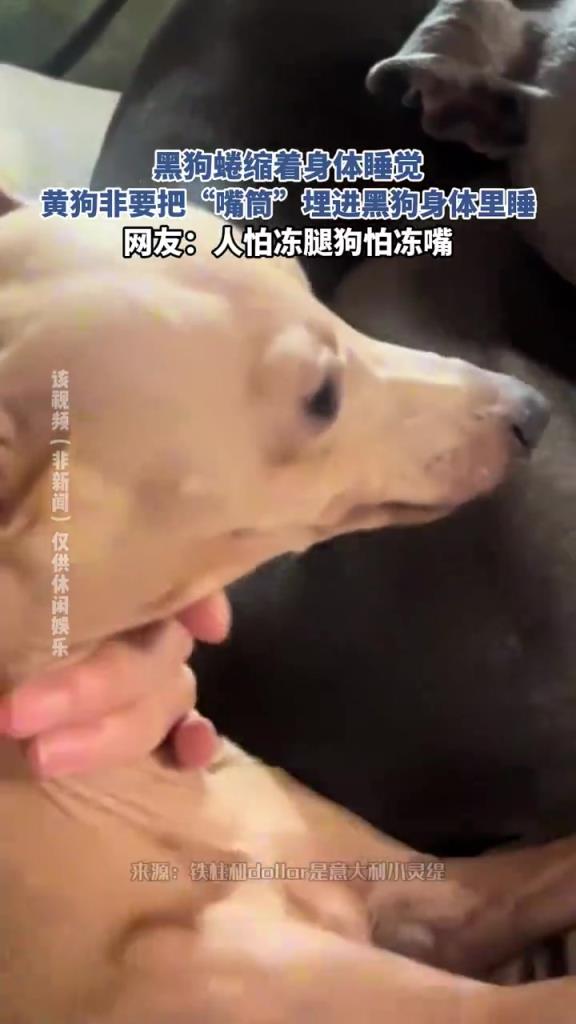 黄狗 “埋嘴” 黑狗睡觉，画面萌翻