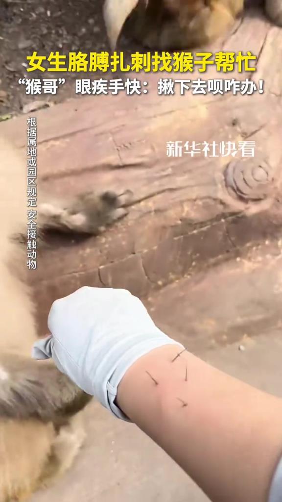 女生胳膊扎刺找猴子帮忙，“猴哥”眼疾手快：揪下去呗咋办！