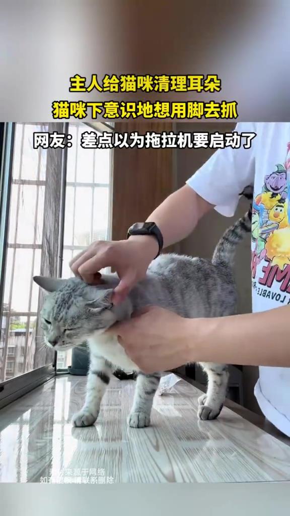 主人給貓清耳朵，貓咪抬腳 “反抗”