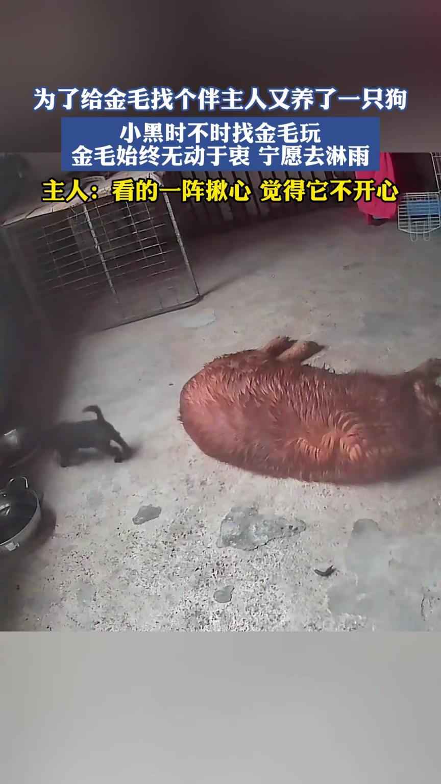 为了给金毛找个伴主人又养了一只狗，结果..