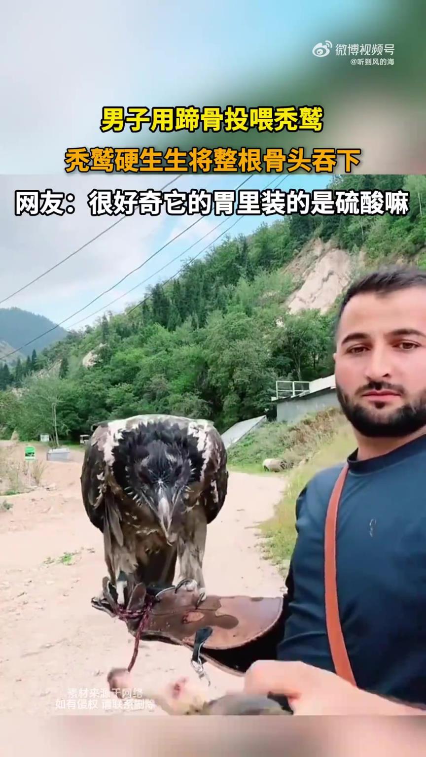 男子用蹄骨投喂禿鷲，禿鷲硬生生將整根骨頭吞下?。?！