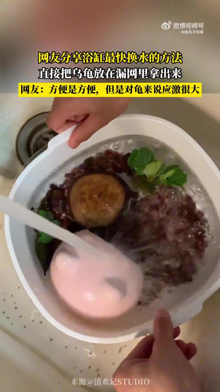 网友分享浴缸快速换水法：将乌龟置于漏网后取出