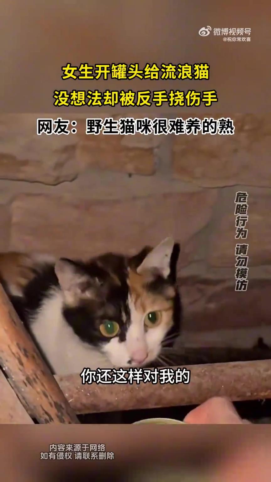 女生好心为流浪猫开罐头，却意外被挠伤手