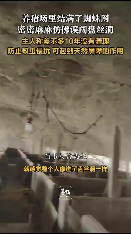 養(yǎng)豬場(chǎng)里結(jié)滿了蜘蛛網(wǎng),密密麻麻仿佛誤闖盤絲洞!!!