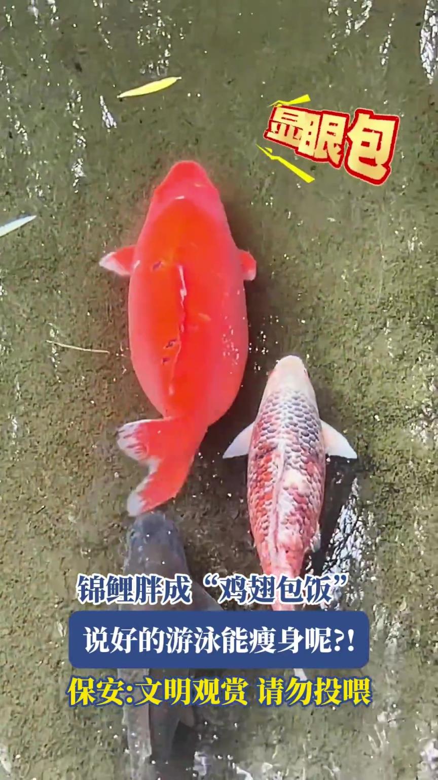 锦鲤胖成“鸡翅包饭”，说好的游泳能瘦身呢！