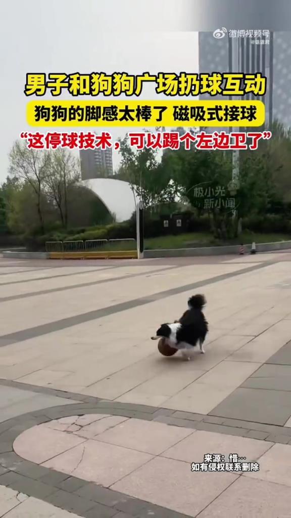 男子与狗玩球，狗狗 “磁吸接球” 获赞 “足球天赋”