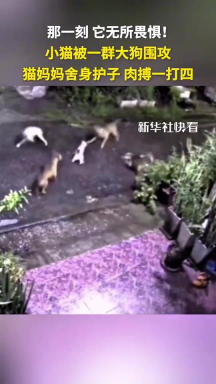小猫被一群大狗围攻，猫妈妈舍身护子，肉搏一打四