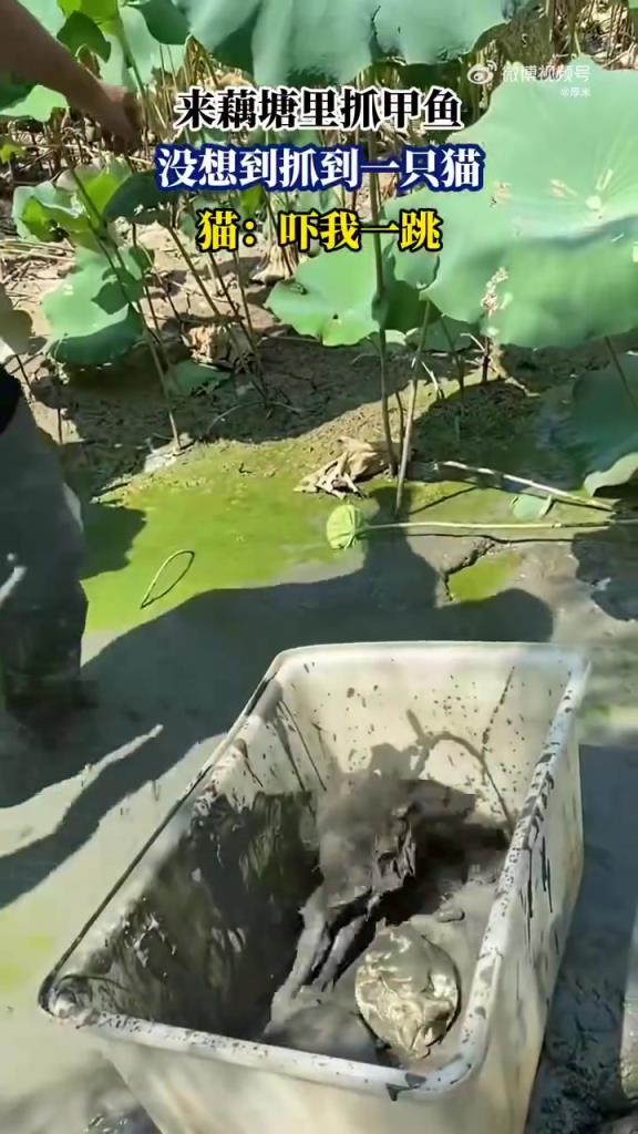 來(lái)藕塘里抓甲魚，沒想到抓到一只貓，貓：嚇我一跳！
