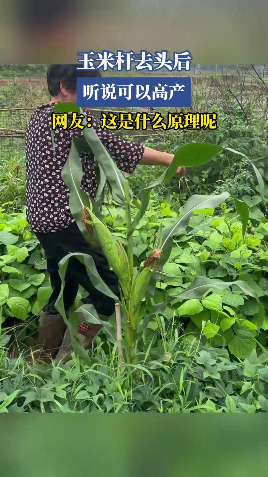 玉米杆去头后，听说可以高产，网友：这是什么原理呢？