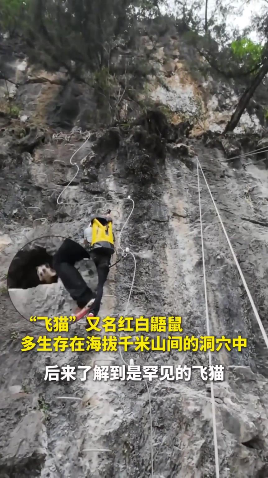 贵州攀岩爱好者在崖壁突遇飞猫
