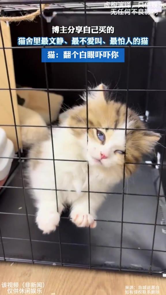 博主晒 “社恐猫”，猫翻白眼实力演绎 “高冷”