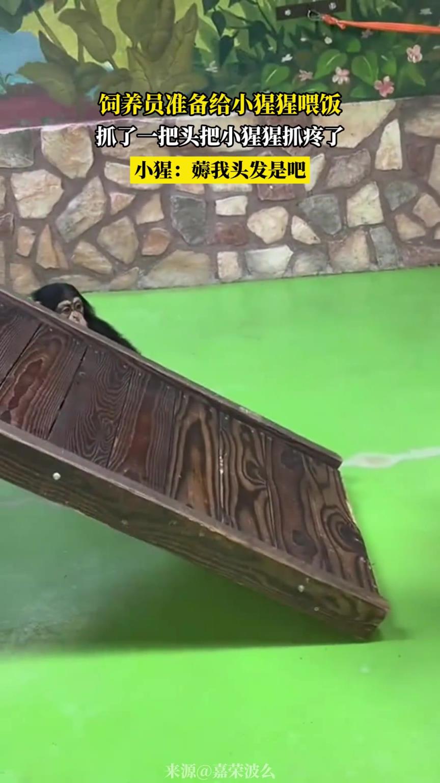 饲养员准备给小猩猩喂饭，抓了一把头把小猩猩抓疼了