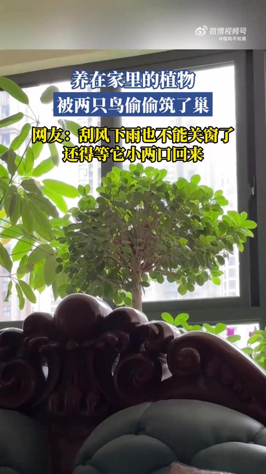 家中植物竟被两只鸟儿悄悄筑起了巢！