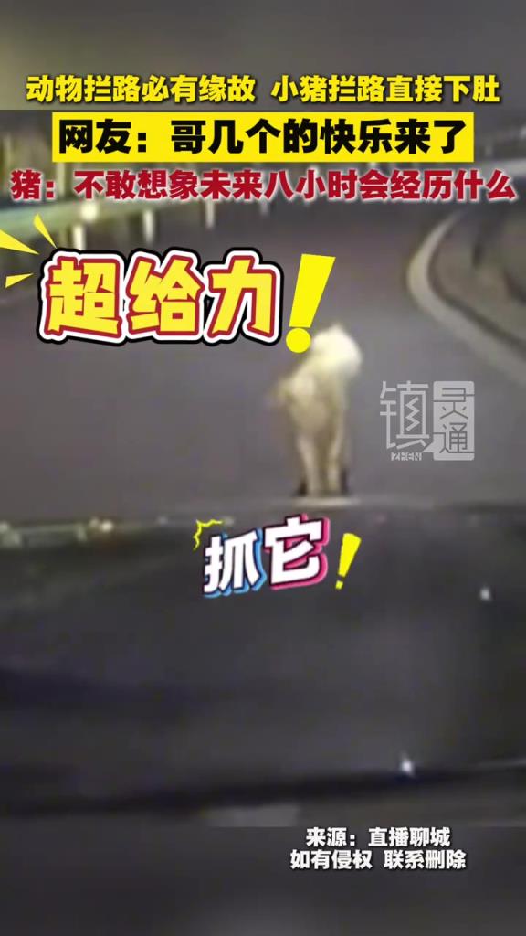 动物拦路必有缘故 小猪拦路直接下肚