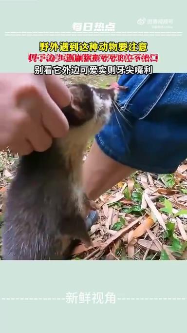 男子徒步遇鼬獾被死死咬住不松口，別看它外邊可愛實則牙尖嘴利!!