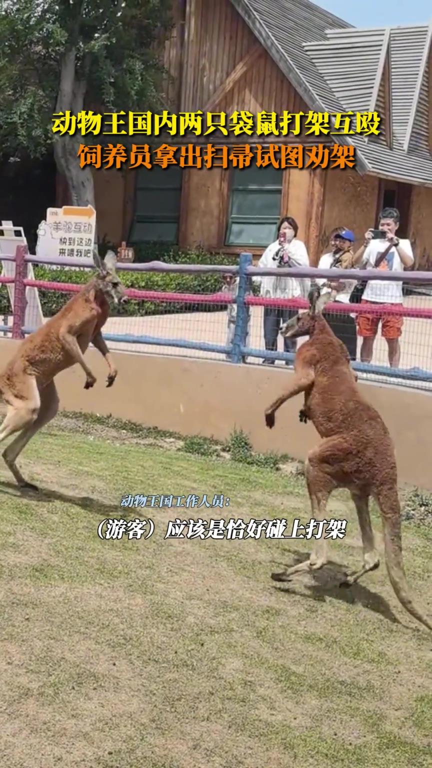 動物王國內(nèi)兩只袋鼠打架互毆，飼養(yǎng)員拿出掃帚試圖勸架