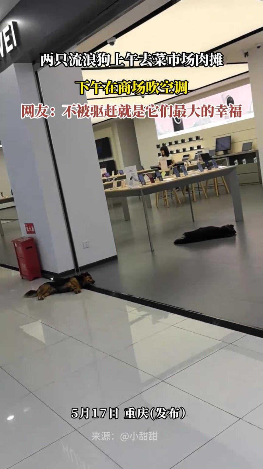两只流浪狗上午去菜市场肉摊，下午在商场吹空调