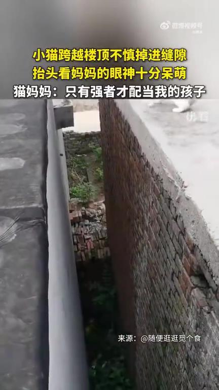 小猫楼顶跨越时掉缝隙，抬头望妈妈眼神呆萌