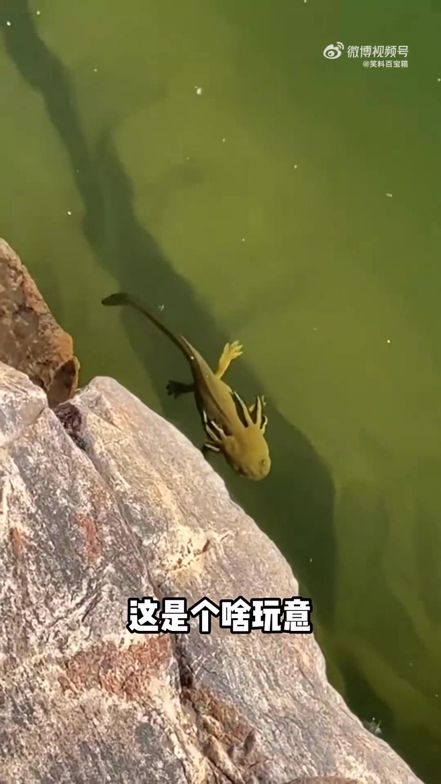 钓友们，这是什么鱼？钓上来会被包吃包住吗？