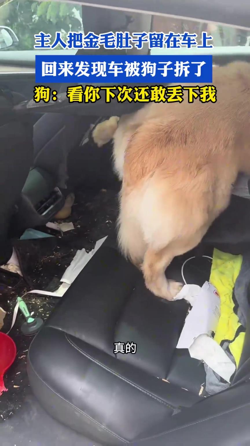 主人把金毛留在車上，回來(lái)發(fā)現(xiàn)車被狗子拆了