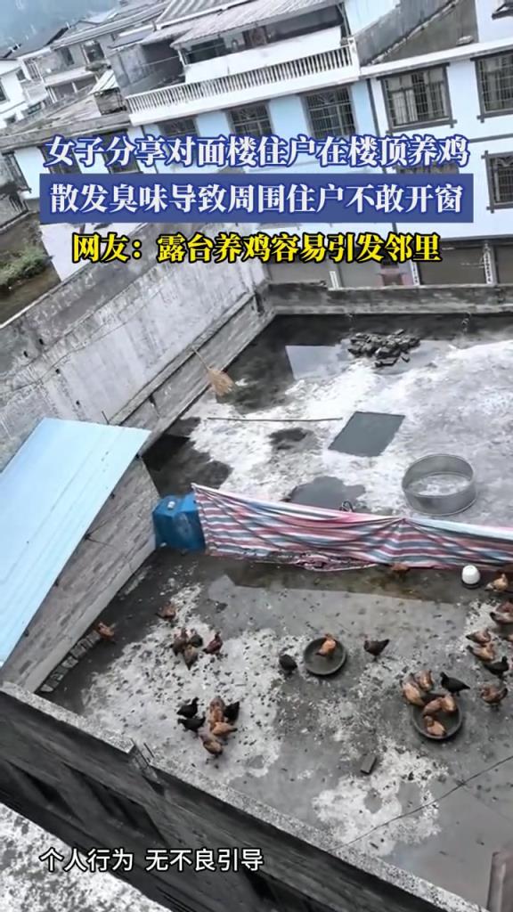 女子分享对面楼住户在楼顶养鸡,散发臭味导致周围住户不敢开窗!
