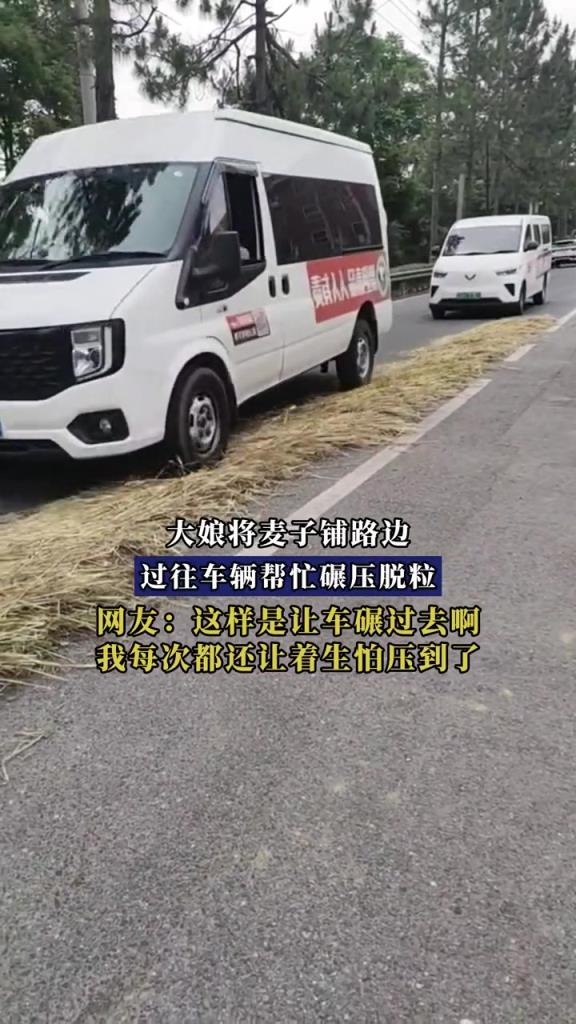 大娘将麦子铺路边,过往车辆帮忙碾压脱粒!!!